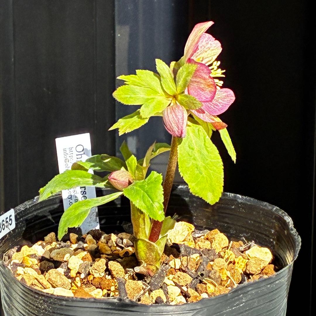 ラ*ク様 3655☘️タグ付☘️SD⭐️アトロ交配⭐️小輪⭐️美発色カラー⭐️個