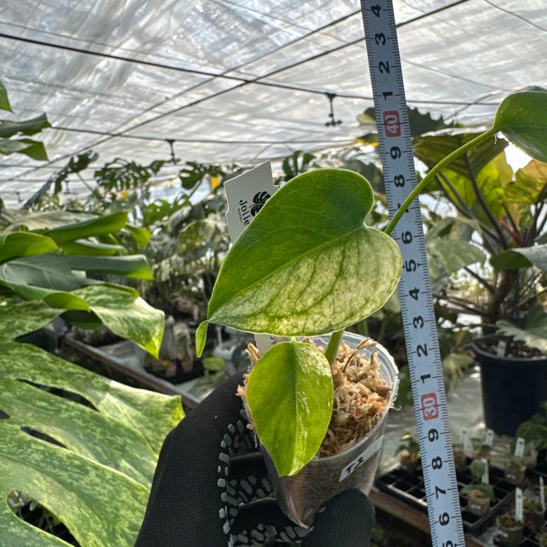 T2モンステラ　デリシオーサ　ミント斑入り　2寸ポリポット　ネコポス発送