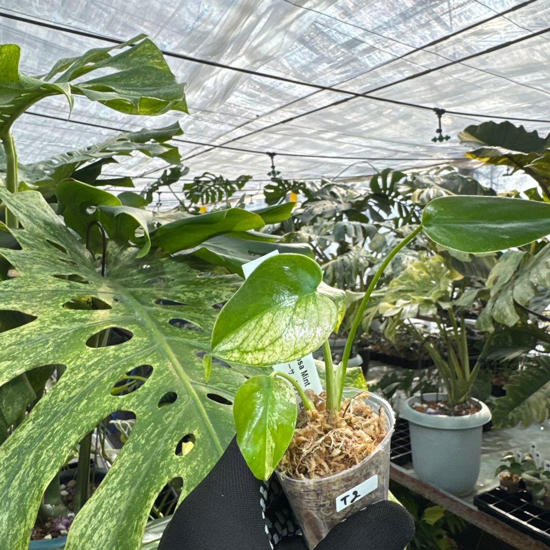 T2モンステラ　デリシオーサ　ミント斑入り　2寸ポリポット　ネコポス発送