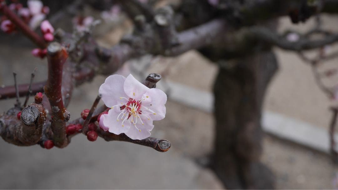 パナソニックGF7 充電器 BT2個+DCカプラー 合皮ケース SDカード 他