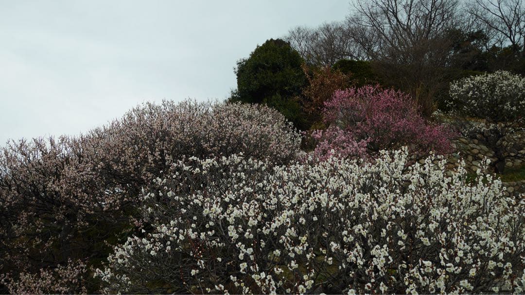 パナソニックGF7 充電器 BT2個+DCカプラー 合皮ケース SDカード 他