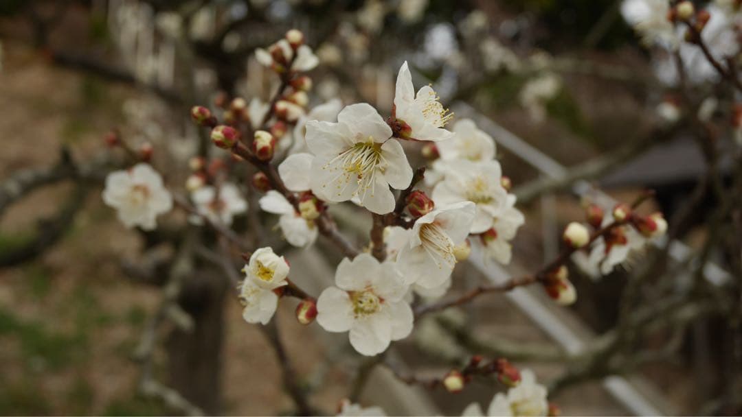 パナソニックGF7 充電器 BT2個+DCカプラー 合皮ケース SDカード 他