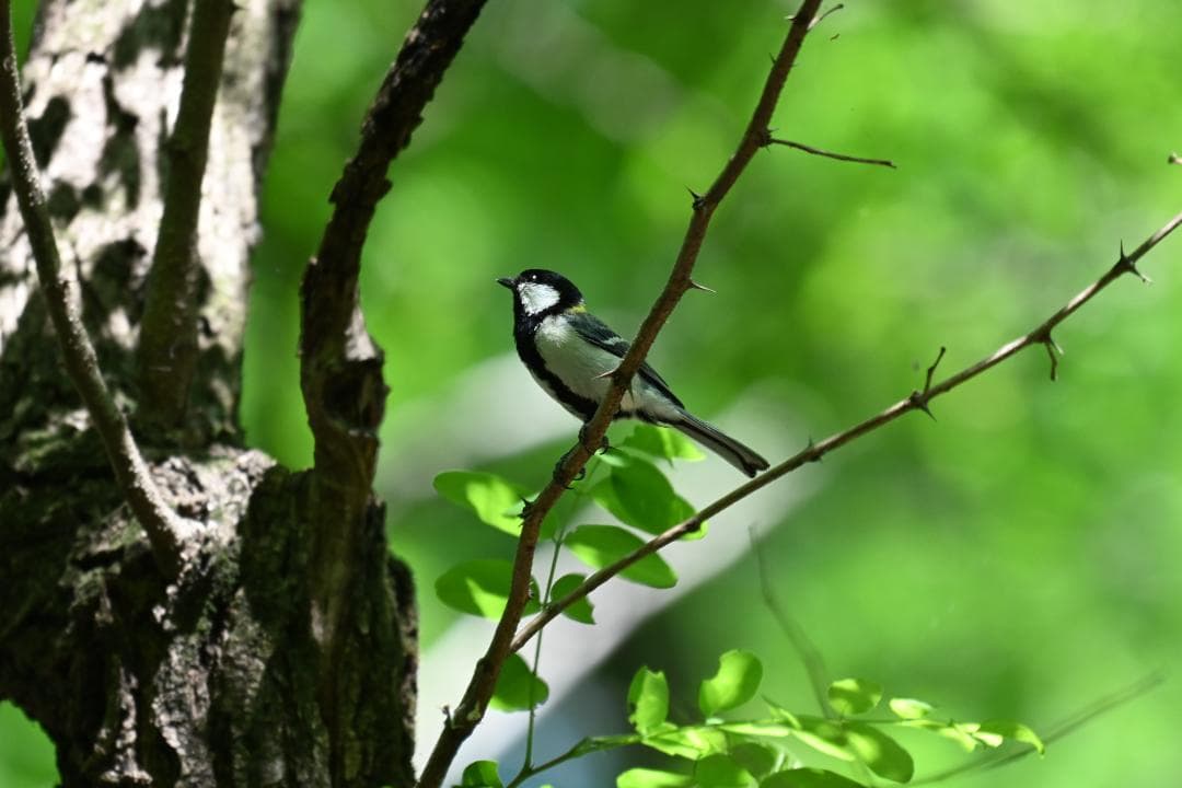 【美品】NIKKOR Z 180-600mm f/5.6-6.3 VR