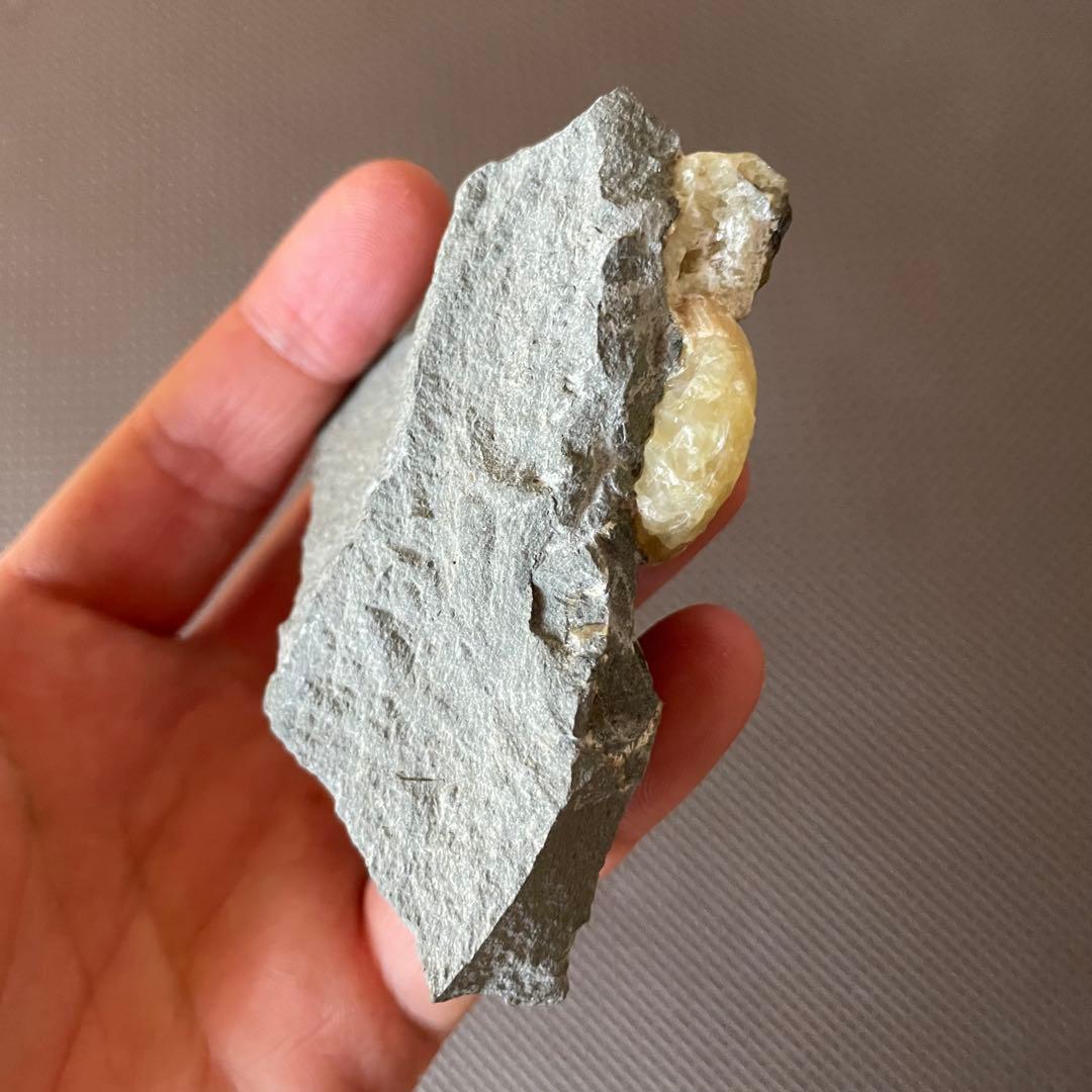 イングランド産 アンモナイト アステロセラス 母岩付き化石 採取カード付き 鉱石