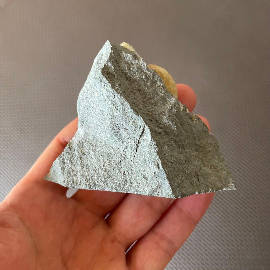 イングランド産 アンモナイト アステロセラス 母岩付き化石 採取カード付き 鉱石