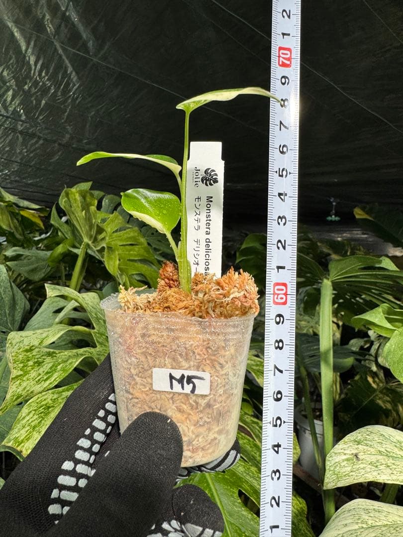 M5 モンステラ　デリシオーサ　ミント　2寸ポリポット　ネコポス発送