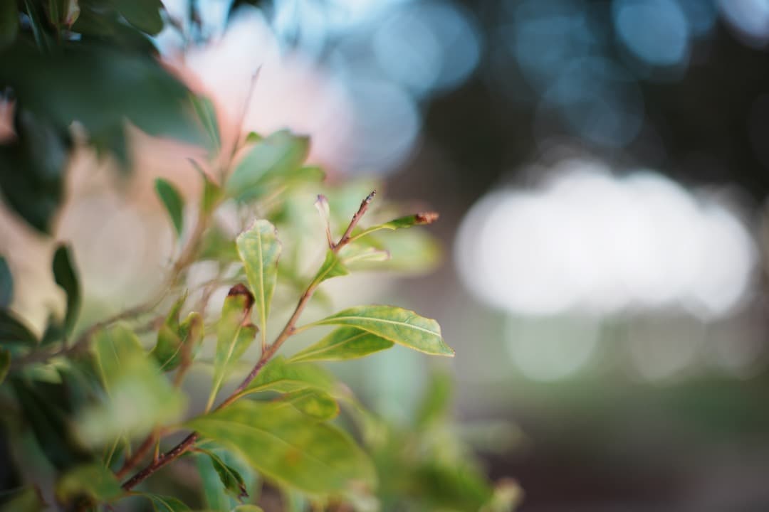 【極美品】動作◎ Canon New FD 50mm F1.2 451