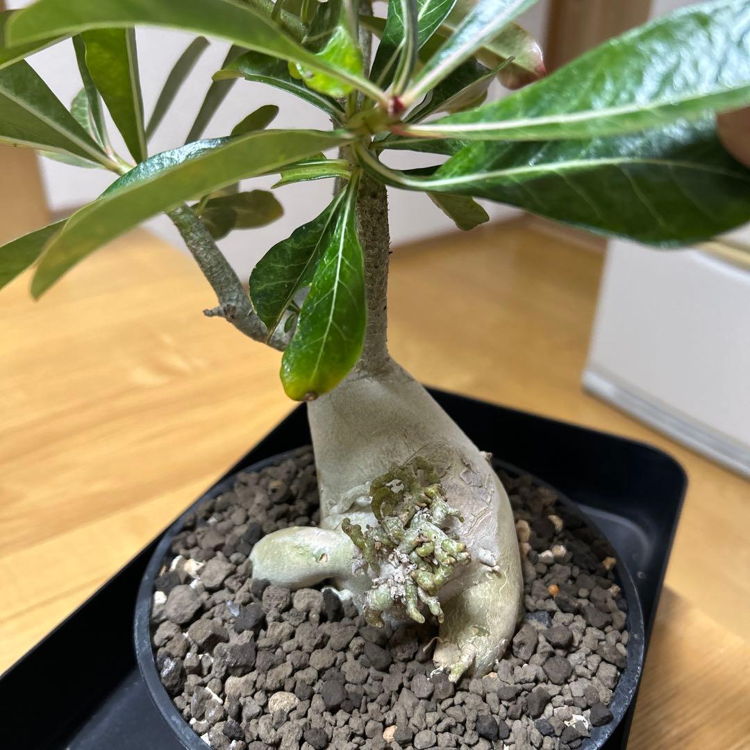 アデニウム オベスム　盆栽仕立て