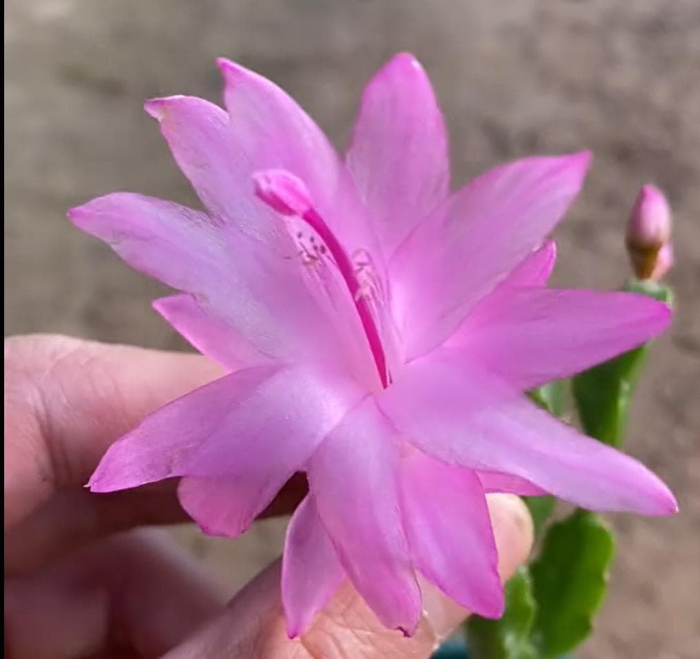 【いーちゃん】花サボテン_むらさき