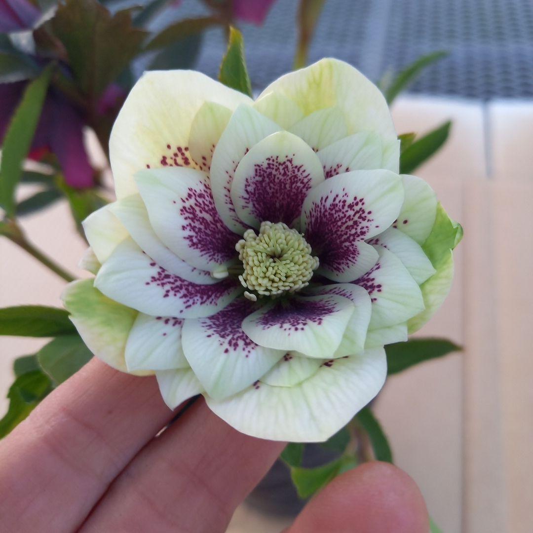 素敵な花色、花形⭐クリスマスローズ、大苗、開花株