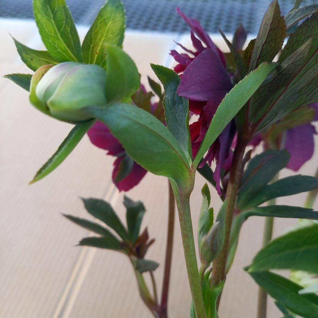 素敵な花色、花形⭐クリスマスローズ、大苗、開花株