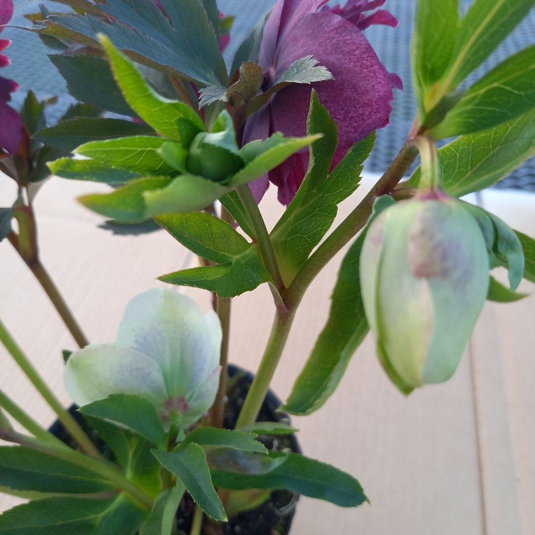 素敵な花色、花形⭐クリスマスローズ、大苗、開花株