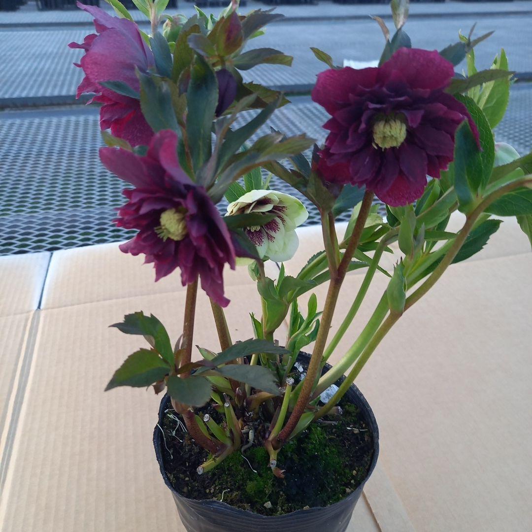 素敵な花色、花形⭐クリスマスローズ、大苗、開花株
