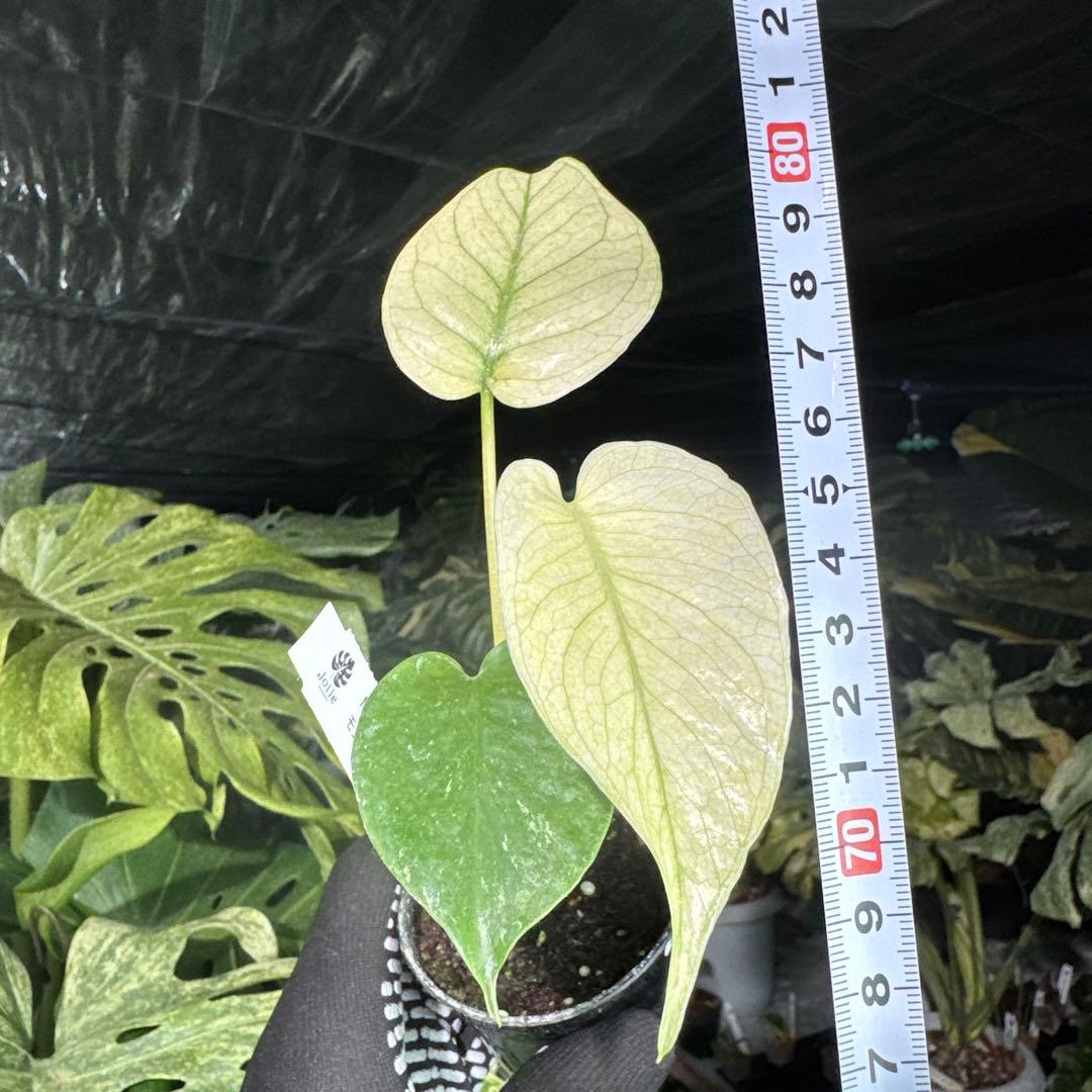 MNT2モンステラ　デリシオーサ　ミント