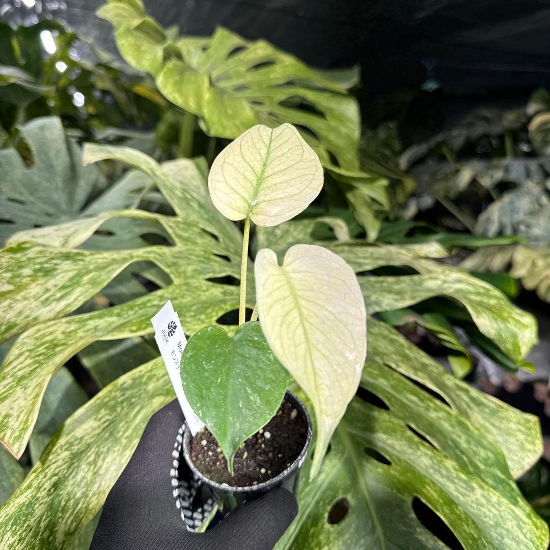 MNT2モンステラ　デリシオーサ　ミント