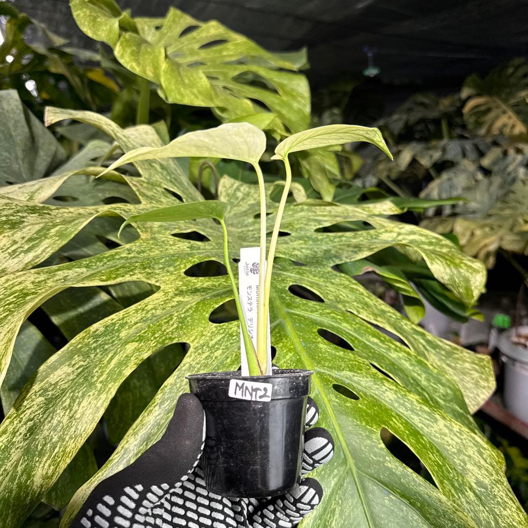 MNT2モンステラ　デリシオーサ　ミント