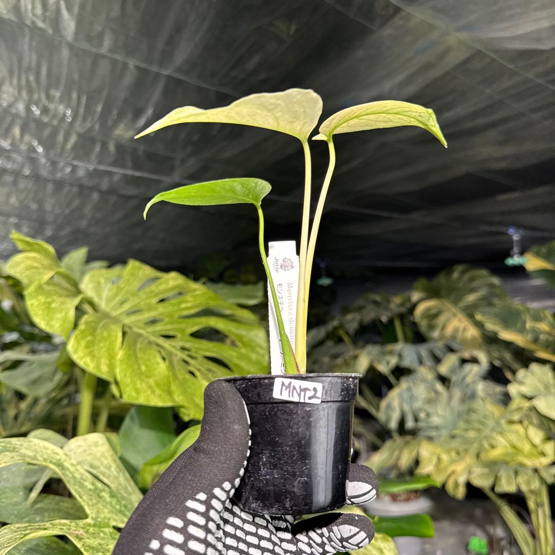 MNT2モンステラ　デリシオーサ　ミント