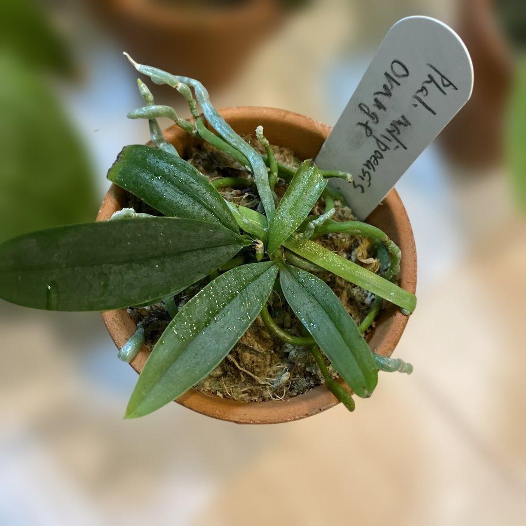 胡蝶蘭原種　わけあり　激安　６種セット　洋蘭　マリポエンシス　マンニー　プルチェ