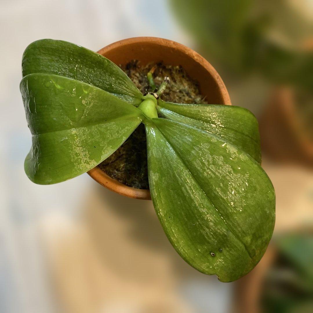 胡蝶蘭原種　わけあり　激安　６種セット　洋蘭　マリポエンシス　マンニー　プルチェ