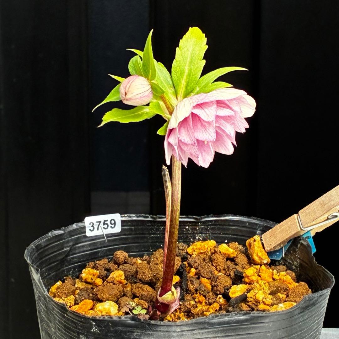 3759⭐️小輪⭐️アンティークピンクオーレア⭐️裏ベイン⭐️多花性⭐️広瀬園芸⭐️