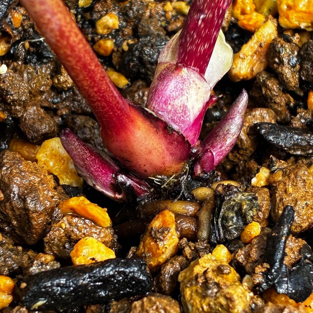 3759⭐️小輪⭐️アンティークピンクオーレア⭐️裏ベイン⭐️多花性⭐️広瀬園芸⭐️