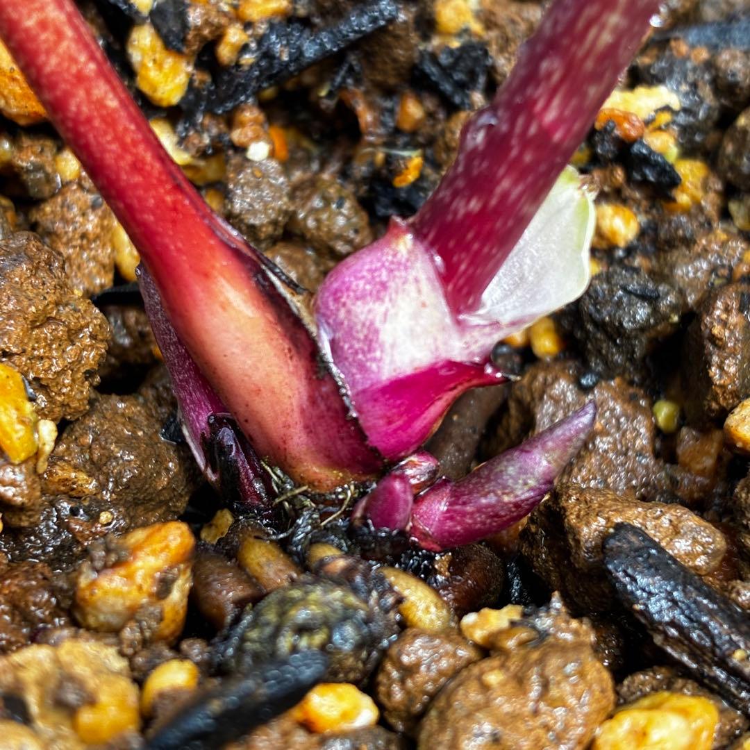 3759⭐️小輪⭐️アンティークピンクオーレア⭐️裏ベイン⭐️多花性⭐️広瀬園芸⭐️