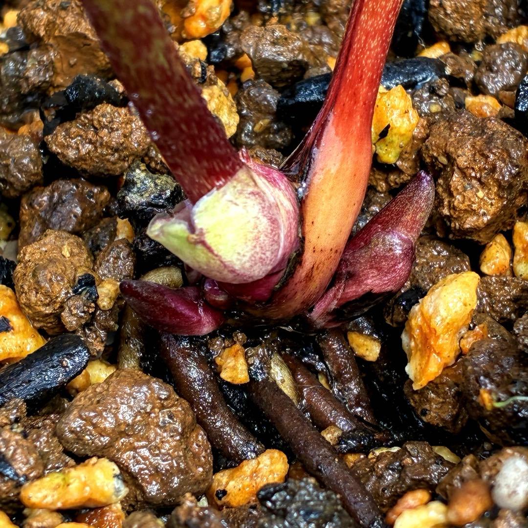 3759⭐️小輪⭐️アンティークピンクオーレア⭐️裏ベイン⭐️多花性⭐️広瀬園芸⭐️