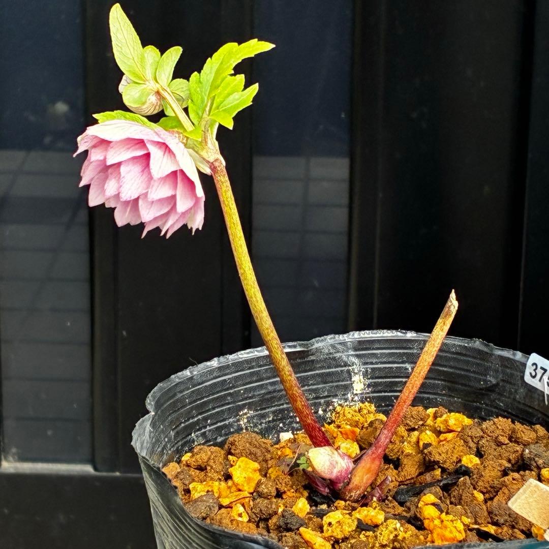 3759⭐️小輪⭐️アンティークピンクオーレア⭐️裏ベイン⭐️多花性⭐️広瀬園芸⭐️