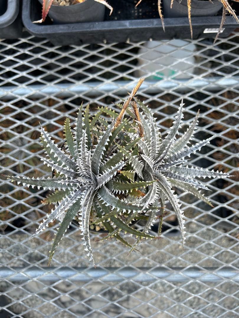 ディッキア Dyckia Code NW-24 Bill Baker