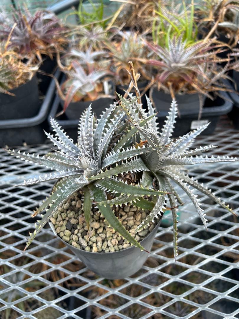ディッキア Dyckia Code NW-24 Bill Baker