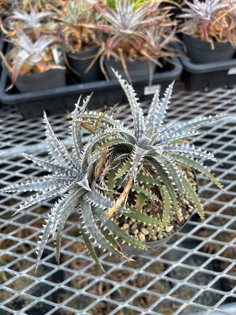 ディッキア Dyckia Code NW-24 Bill Baker