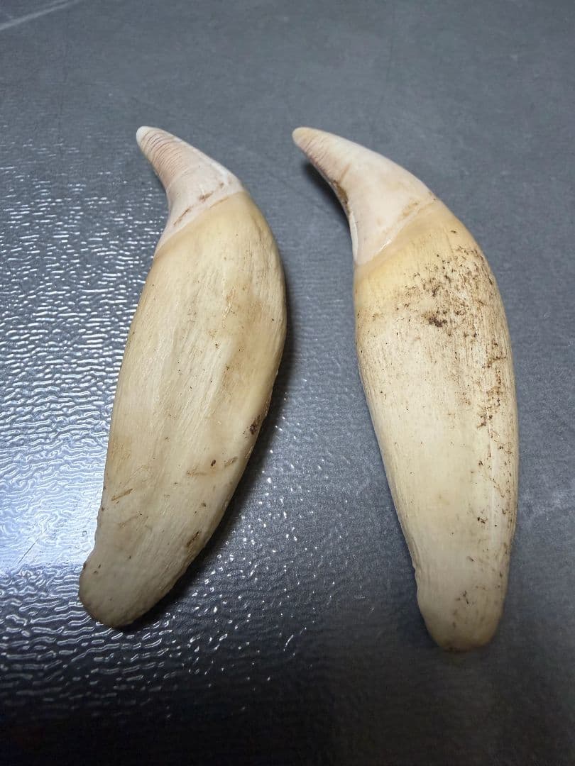 熊牙　熊の牙