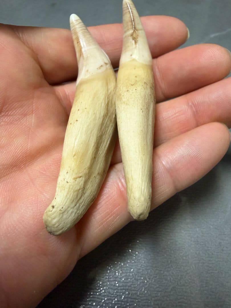 熊牙　熊の牙