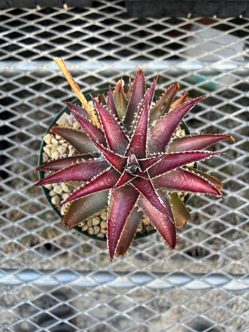 本物 DBディッキア メガバイト Dyckia Mega Bite #201 ⑶