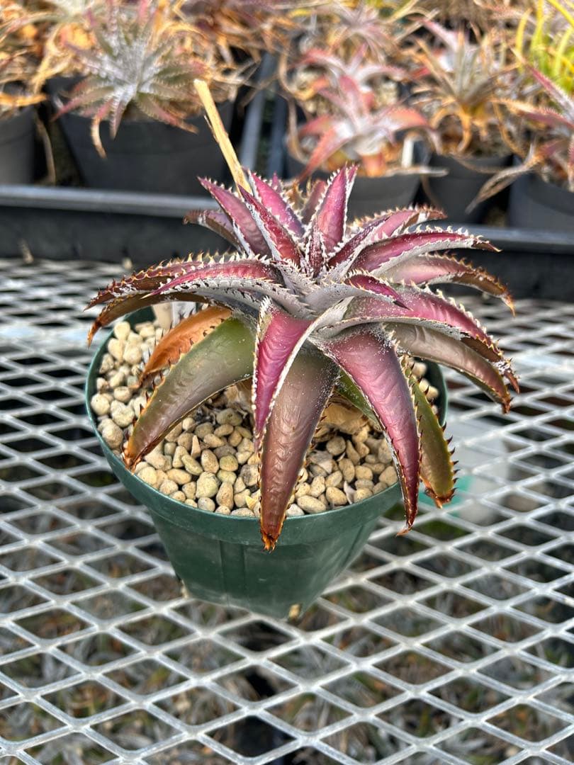 本物 DBディッキア メガバイト Dyckia Mega Bite #201 ⑶