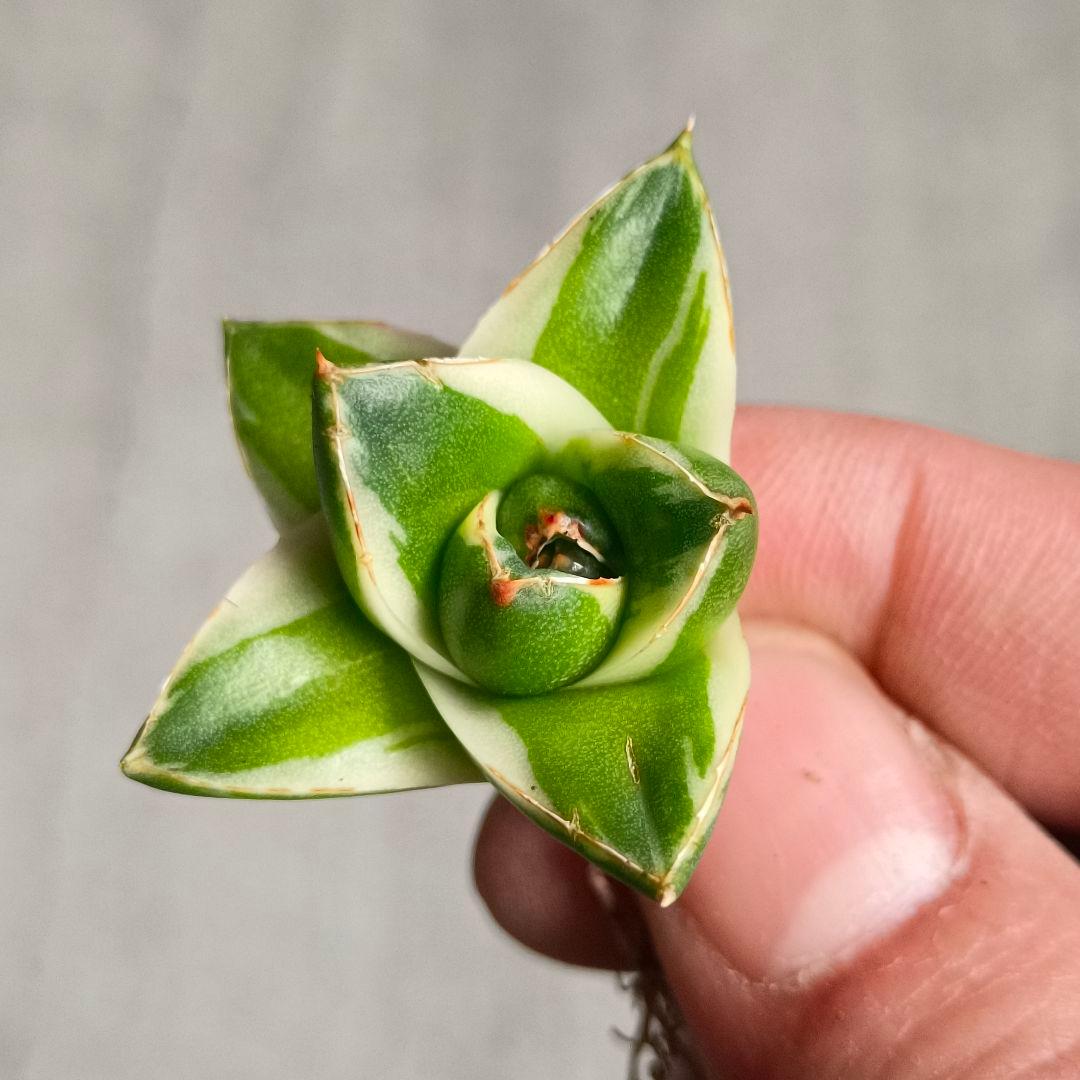 A072 多肉植物 アガベ ピンキー 王妃笹の雪A型 白覆輪斑 精選極上美株