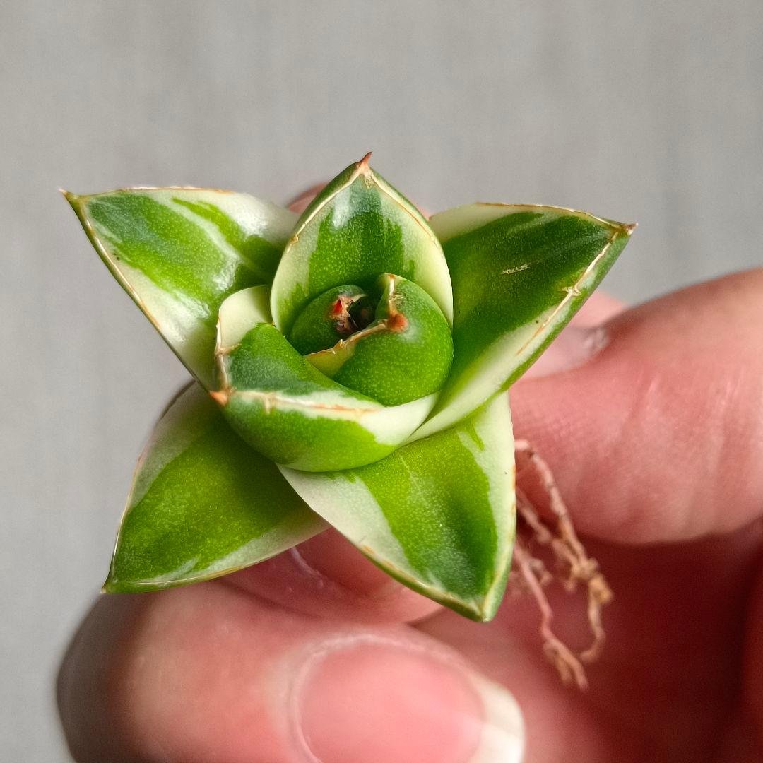 A072 多肉植物 アガベ ピンキー 王妃笹の雪A型 白覆輪斑 精選極上美株