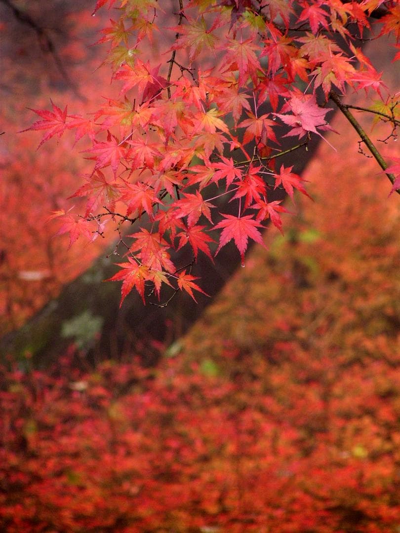 【フォトフレーム】紅葉の写真（A3判。オリジナルフォト）