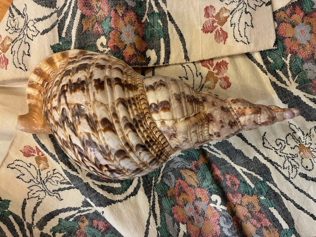 ほら貝 約35cm 678g
