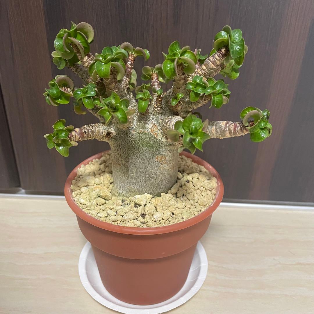 獅子葉