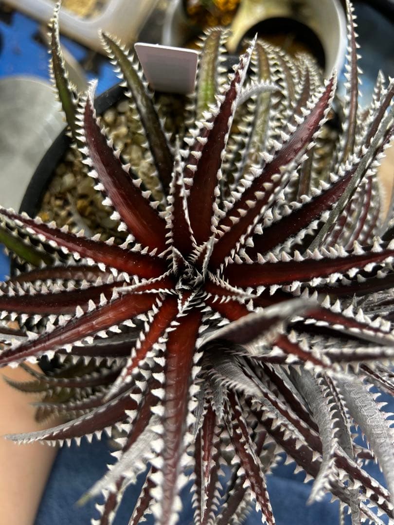 ブロメリア・エアープランツ Dyckia Keswick