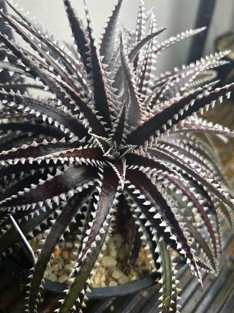 ブロメリア・エアープランツ Dyckia Keswick