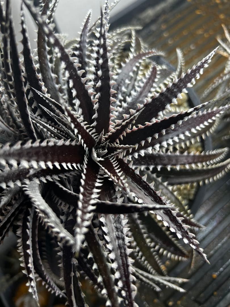 ブロメリア・エアープランツ Dyckia Keswick