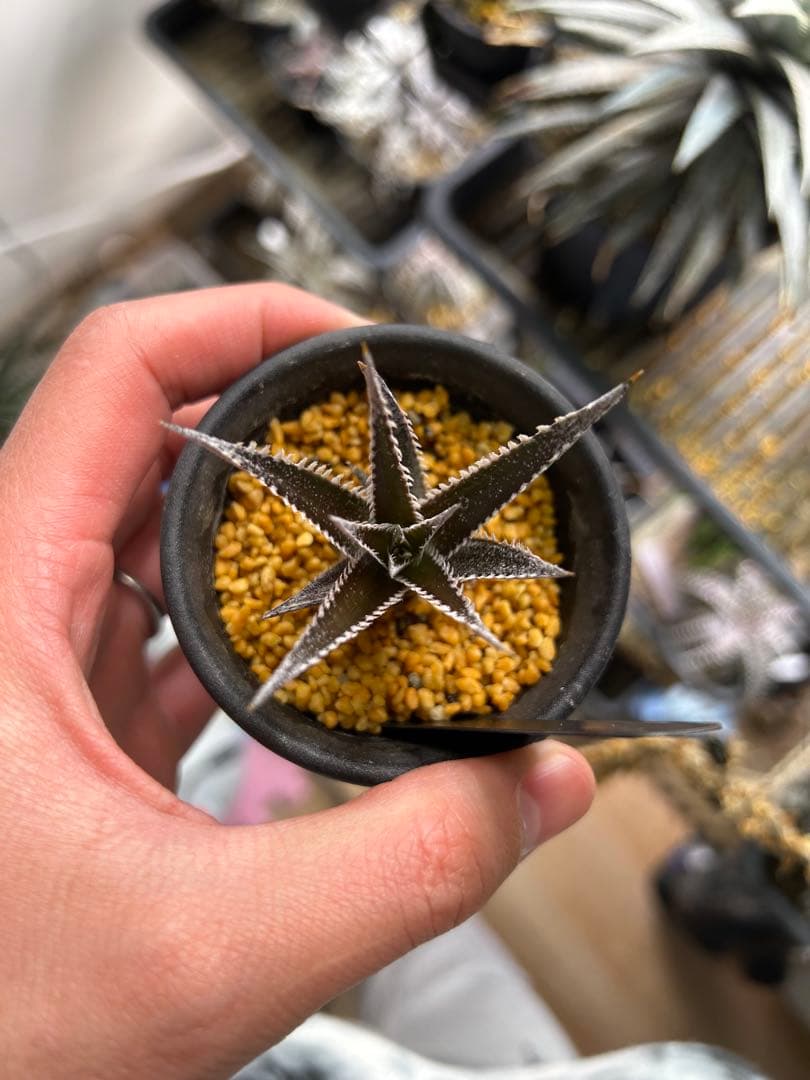 ブロメリア・エアープランツ Dyckia Keswick