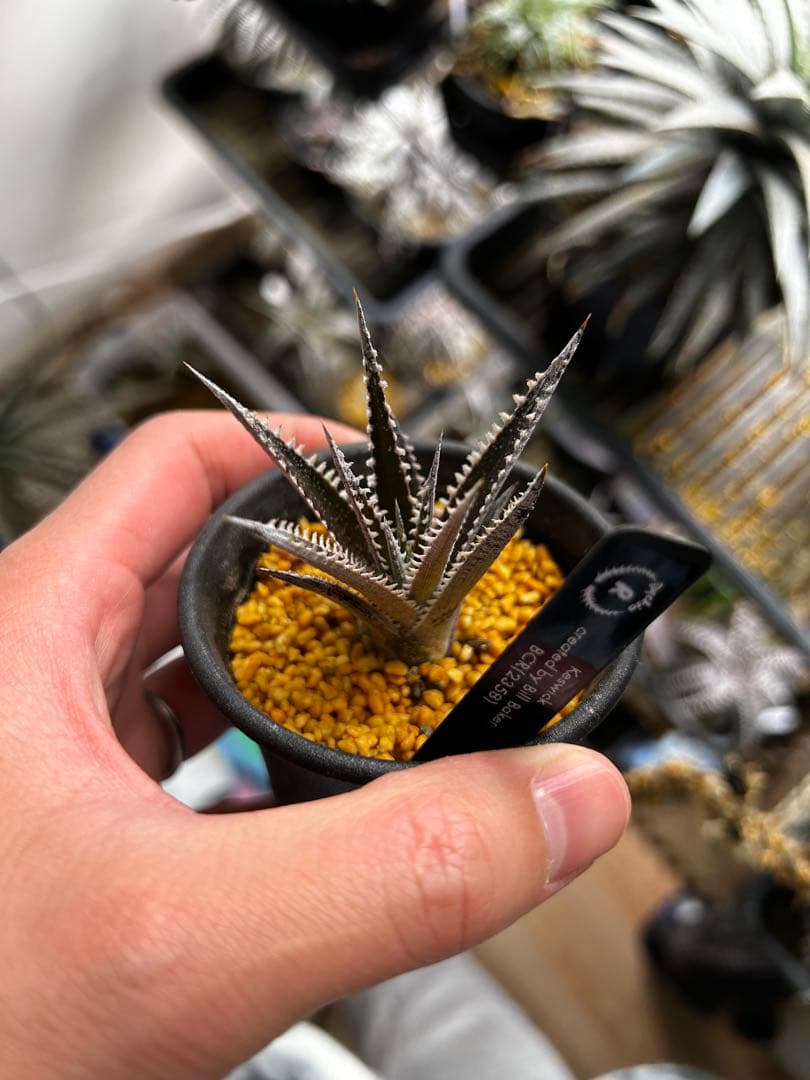 ブロメリア・エアープランツ Dyckia Keswick