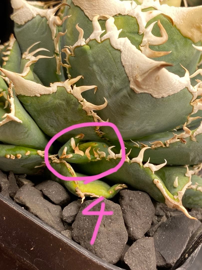 lize 大白鯊　間違い無しのドーベルP血統　親株プラス子株4つ付き販売