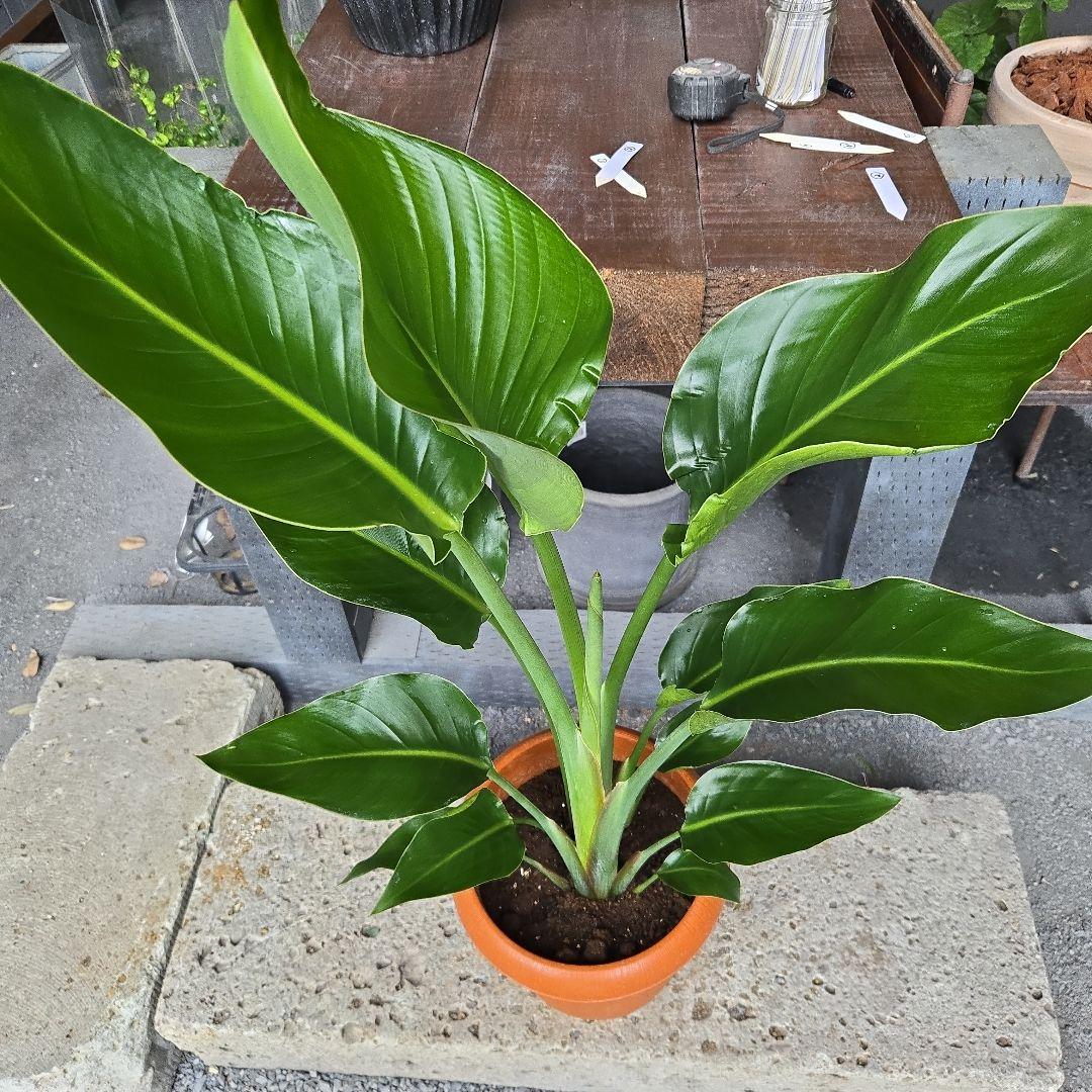 ②　ストレリチア　オーガスタ8号特大苗木最高等級極上品‼️