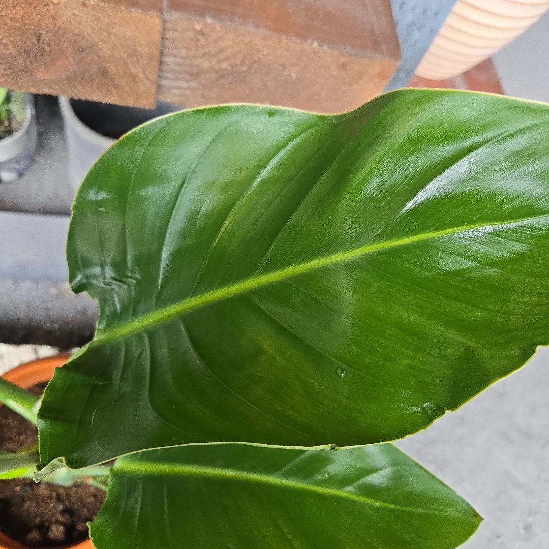 ②　ストレリチア　オーガスタ8号特大苗木最高等級極上品‼️