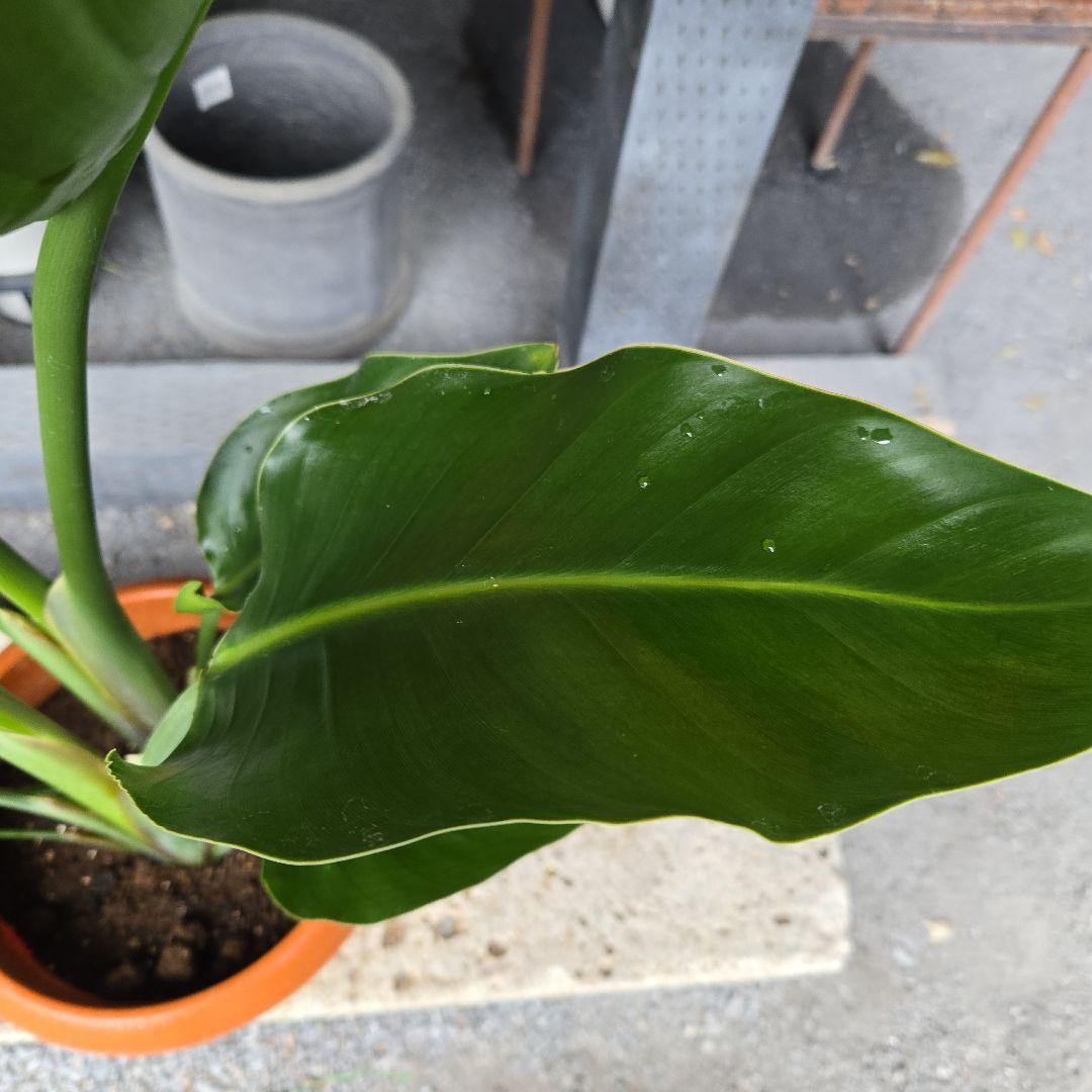 ②　ストレリチア　オーガスタ8号特大苗木最高等級極上品‼️