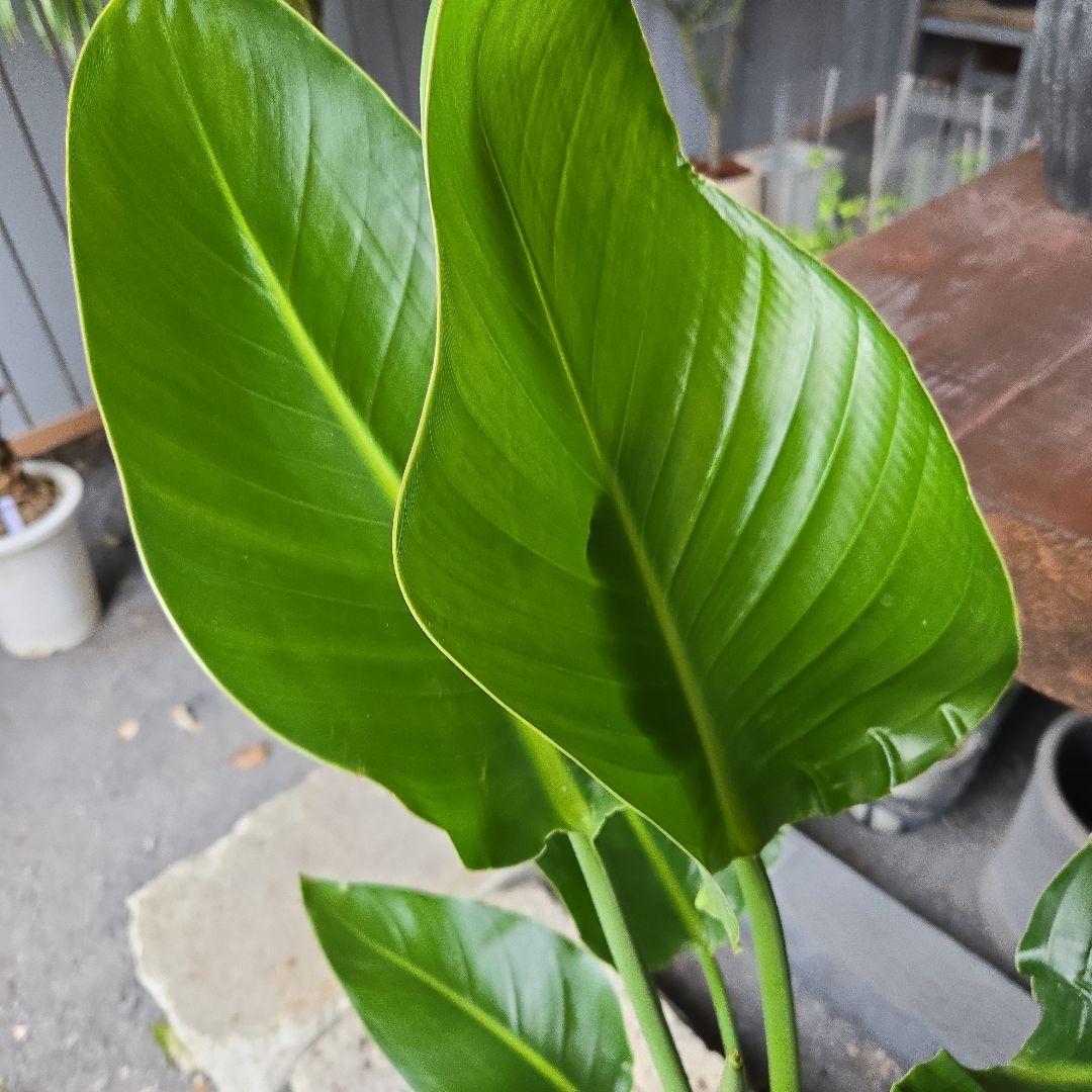 ②　ストレリチア　オーガスタ8号特大苗木最高等級極上品‼️